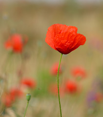 Fototapeta na wymiar Red poppy flower