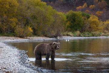 Naklejka premium brown bear