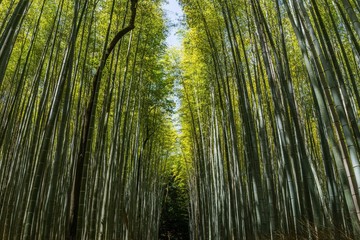 Abstract photos of the bamboo forest in Kyoto, Japan