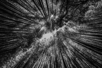 Abstract photos of the bamboo forest in Kyoto, Japan