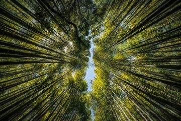 Fototapeta na wymiar Abstract photos of the bamboo forest in Kyoto, Japan