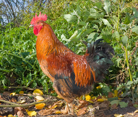 Beautiful red rooster on a grass background in garden