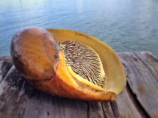 Aquatic marine view/Bailer shell,Indian volute,Blocthed melon shell