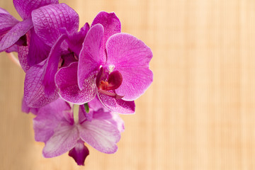 Close up of a colourful orchid on wooden background