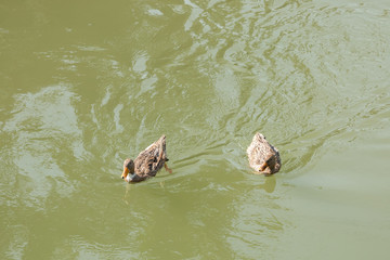 mallard duck with ducklings swimming on lake surface