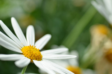White chamomile flower macro