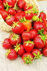 Full basket of strawberries that are poured out on canvas