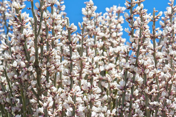 Abstract floral background. White broom flower close-up