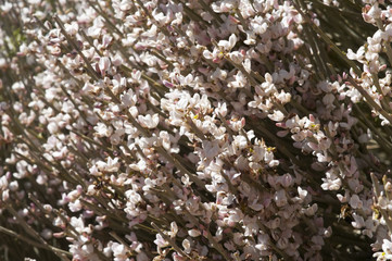 Abstract floral background. White broom flower close-up