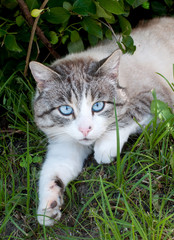 Naklejka na ściany i meble cat with blue eyes