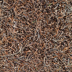 Pine needles textture