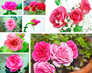 collage of pink and red blooming roses - rose flower photo collage