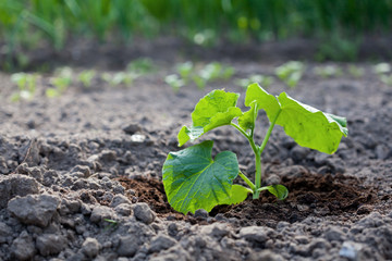 Cucumber leaves on ground