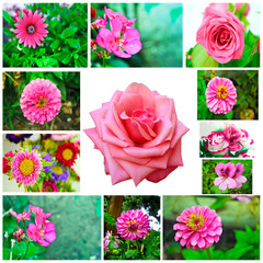 collage of pink blooming flowers - nature flower photo collage