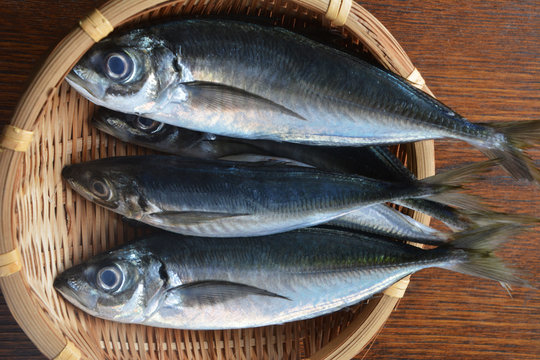 Horse mackerels