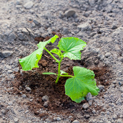 Cucumber sprout leaves on ground