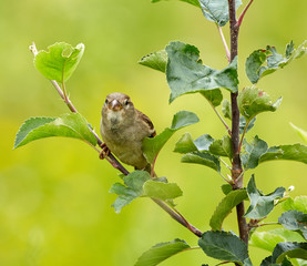 Female sparrow
