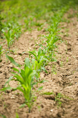 Corn field