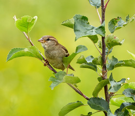 Female sparrow