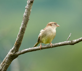 Female sparrow