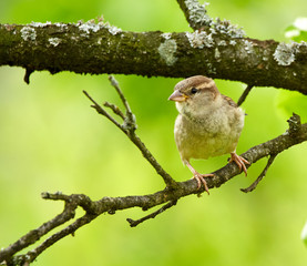 Female sparrow
