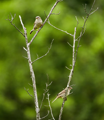 Female sparrow