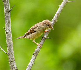Female sparrow