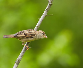Female sparrow