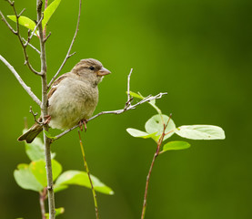 Female sparrow