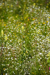 Wild flowers in a field