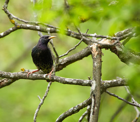 Starling perched on a branch