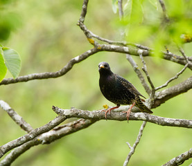 Starling perched on a branch