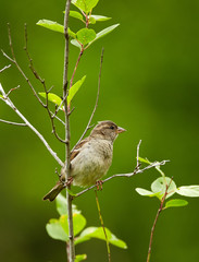 Female sparrow