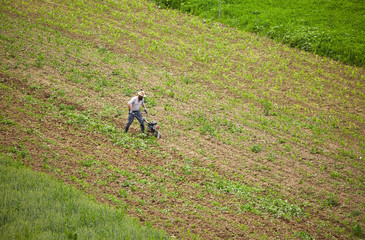 Young farmer weeding with a tiller