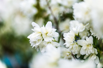 Jasmin