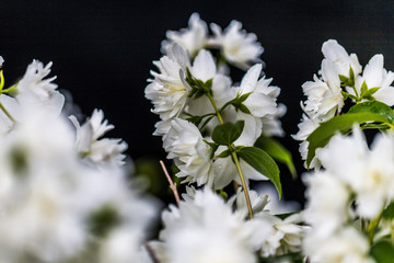 Jasmin