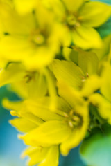 Fototapeta premium rapsblumen