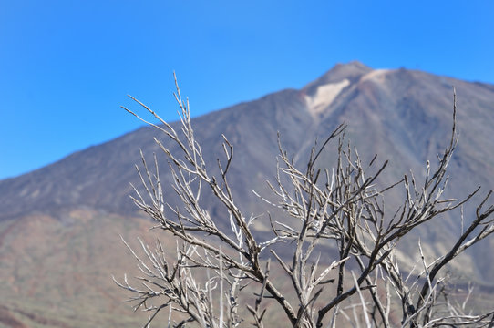 Dry tree against  peack of Teide