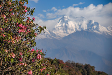 Rhododendronblüte und Berg Dhaulagiri, Nepal