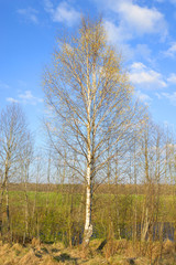 Birch tree at sunny spring day.