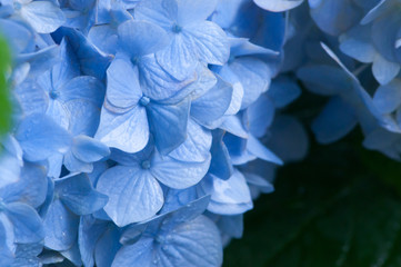hydrangea
