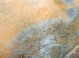 fungus on bread © memorystockphoto