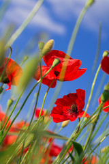 Red poppy flowers on a background of blue sky with white clouds