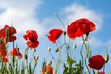 Red poppy flowers on a background of blue sky with white clouds