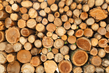 Pile of wood logs storage for industry
