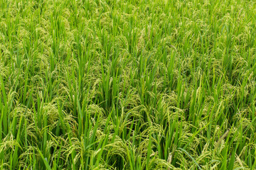 Green rice field on Bali island.
