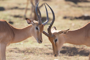 Fighting Impala males  (Aepyceros melampus), Kruger Park, South Africa