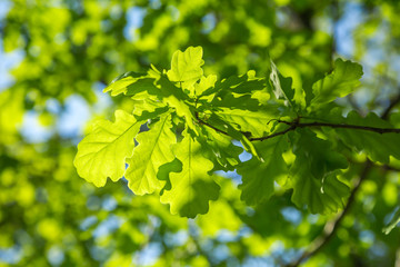 Fototapeta na wymiar Branch of young solar green oak leaf on a background of foliage and blue sky.
