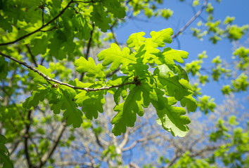 Branch of young solar green oak leaf on a background of foliage and blue sky.
