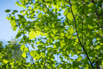 Fototapeta na wymiar Birch branches with the young green shining leaves on blue sky background.